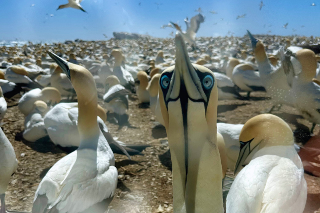 Cape gannets